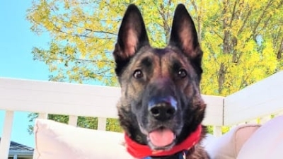 Elevate Canine Academy – Bismarck featured image for this Dog Trainer