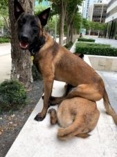 Dog Connection featured image for this Dog Trainer