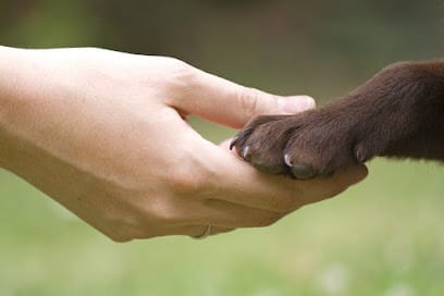 David’s Dog Training #2 featured image for this Dog Trainer