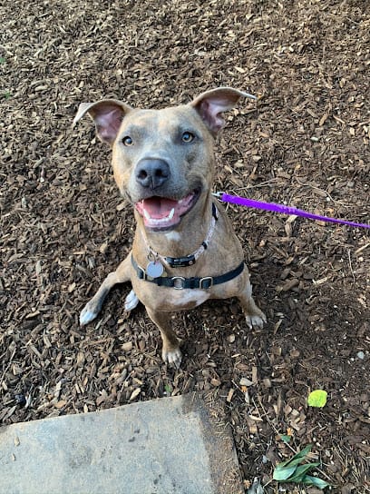 Dog’s Day Out #5 featured image for this Dog Trainer