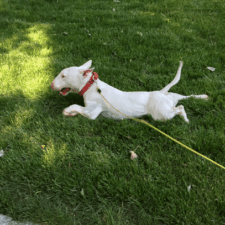 Exclusive Dog Training featured image for this Dog Trainer