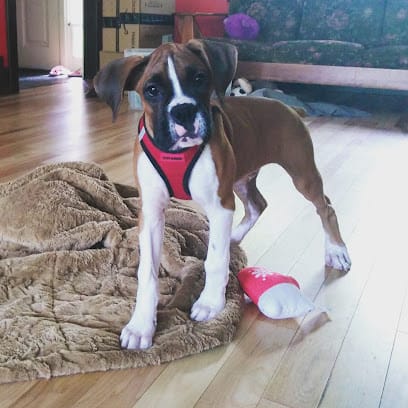 Dog Obedience by Gina, LLC featured image for this Dog Trainer