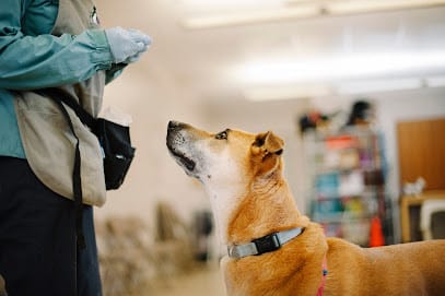 Dog Training at Humane Society of Sonoma County featured image for this Dog Trainer