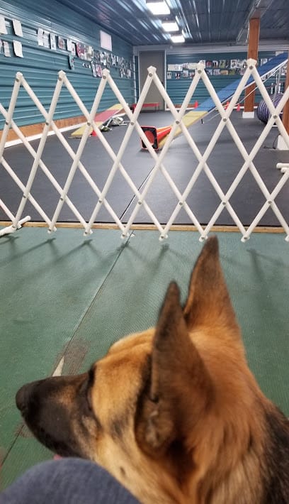Excel Dog Training Inc featured image for this Dog Trainer