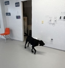 Dog Talk with Julie featured image for this Dog Trainer