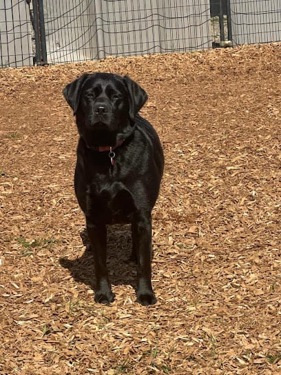 Day Hill Dog Training, LLC featured image for this Dog Trainer