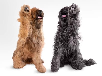 DogRelations NYC featured image for this Dog Trainer