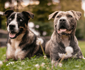 Dogs We Trust – Dog Training featured image for this Dog Trainer