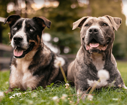 Dogs We Trust – Training & Boarding featured image for this Dog Trainer