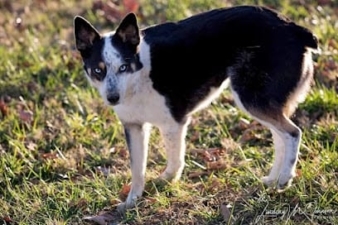 Downtown Dog in the Country featured image for this Dog Trainer