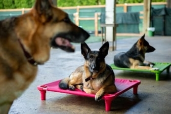 Enzos Dog Training featured image for this Dog Trainer