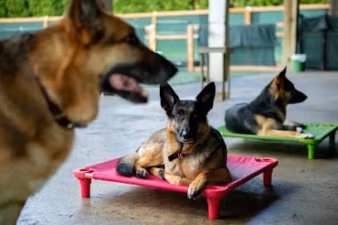 Enzos Dog Training featured image for this Dog Trainer