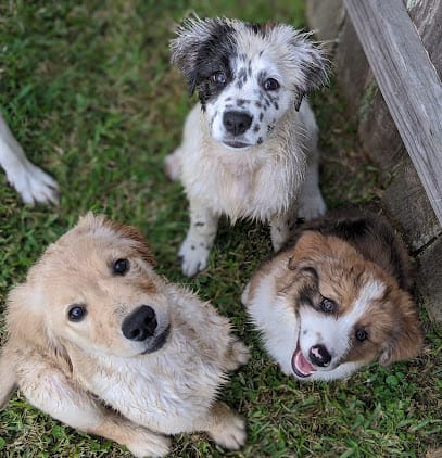 Endless Pawsibilities Canine Enrichment Retreat featured image for this Dog Trainer