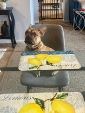 Diablo K9 Academy featured image for this Dog Trainer