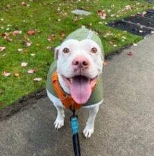 Elevated Dog Training, LLC featured image for this Dog Trainer