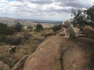 Empire Ridge Ranch featured image for this Dog Trainer