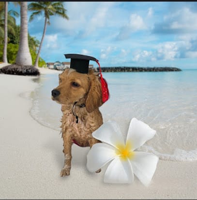 East Bay Dog Spot Dog Training featured image for this Dog Trainer