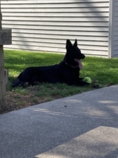 Dog Training | Sola Vagari featured image for this Dog Trainer