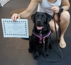 Donna’s Do Right Dogs featured image for this Dog Trainer