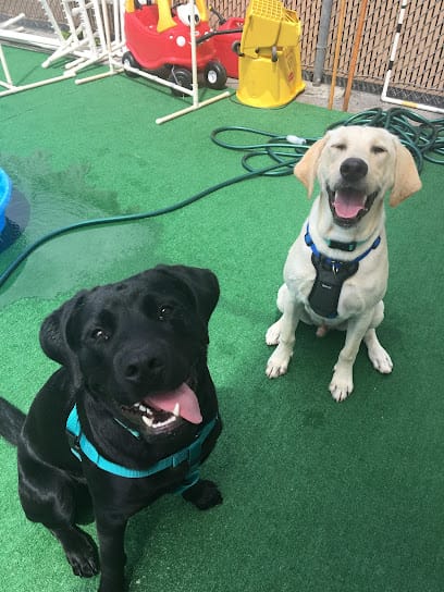 Dynamite Dog Training featured image for this Dog Trainer