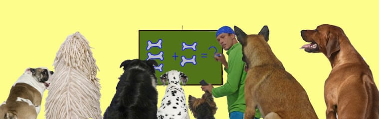 Dog Training of Tampa Bay, Inc. featured image for this Dog Trainer