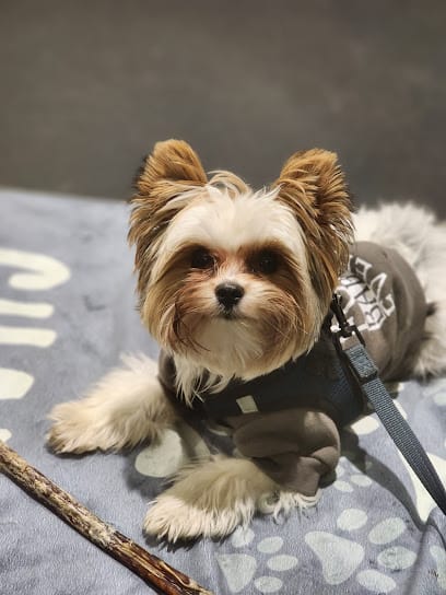 Dog Days Dog Training featured image for this Dog Trainer