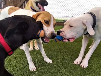 Dominion Dog Training (D.D.T.) featured image for this Dog Trainer