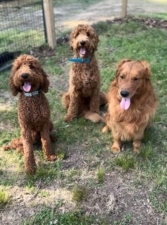 Discover Canine Dog Training featured image for this Dog Trainer