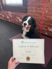 Dog Educated featured image for this Dog Trainer