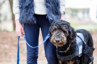 Diabetic Alert Dogs of America featured image for this Dog Trainer