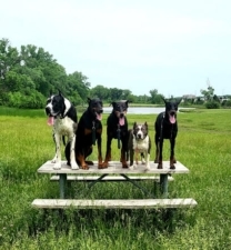 DZIKA DOG ACADEMY featured image for this Dog Trainer