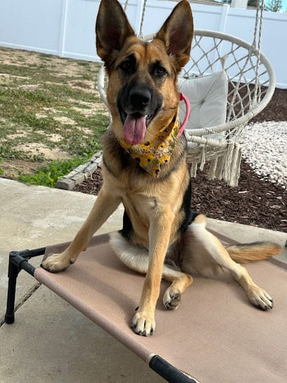 Epic Dog Academy LLC featured image for this Dog Trainer