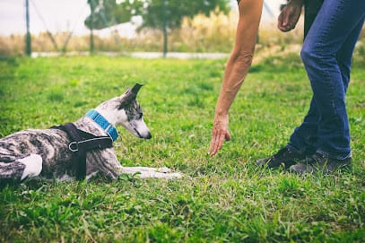 Dog Training With Bob featured image for this Dog Trainer