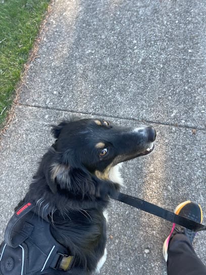 Enjoy Your Dog featured image for this Dog Trainer