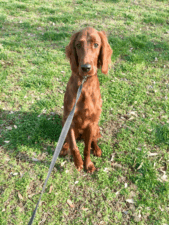 Dog Years Training and Boarding Center, LLC featured image for this Dog Trainer