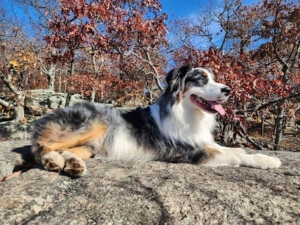 D.O.G. Board N’ Train featured image for this Dog Trainer