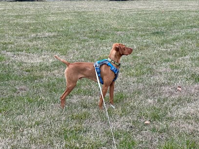 Durite Vizslas featured image for this Dog Trainer