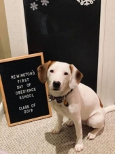 Dynamic Dog Training Services LLC featured image for this Dog Trainer