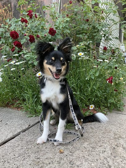 Daley Obedience featured image for this Dog Trainer