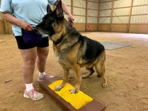 Endless Pawsabilities, LLC featured image for this Dog Trainer