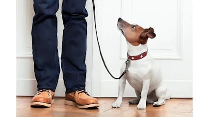 Dog Training Anytime featured image for this Dog Trainer