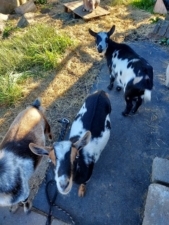 Dog Pals Sports Camp featured image for this Dog Trainer