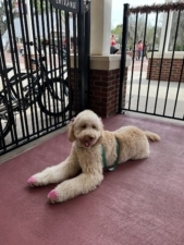 D’Roman Dog Training and Boarding LLC featured image for this Dog Trainer