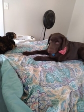 Diann’s Happy Tails Dog Training featured image for this Dog Trainer