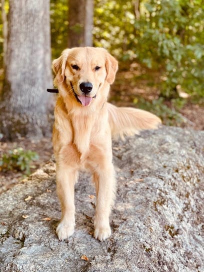 Dogs By Andy – Greensboro featured image for this Dog Trainer