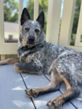 Cross Country K9 Training LLC featured image for this Dog Trainer