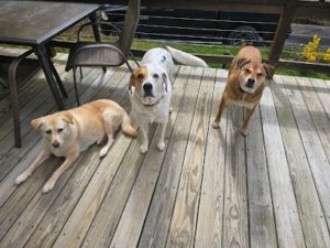 Dog Boarding #4 featured image for this Dog Trainer