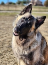 Ears Up K9 Training featured image for this Dog Trainer