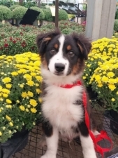 Debbie’s Dog Training featured image for this Dog Trainer