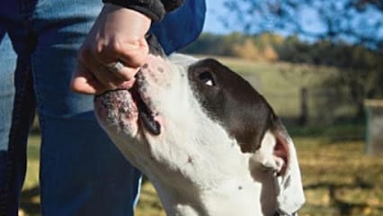 Dog Trainer College featured image for this Dog Trainer